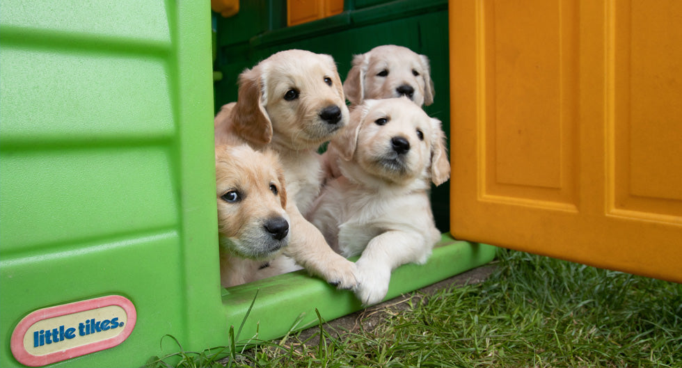 Box per cani: da esterno e da interno. Guida e prezzi!