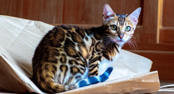 Gatto Bengala: curiosità su questa razza ibrida di gatto