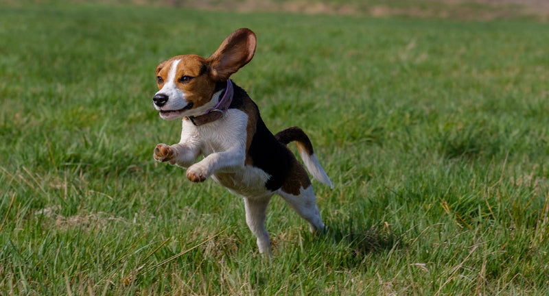 Cane da caccia: le 8 razze più gettonate del momento