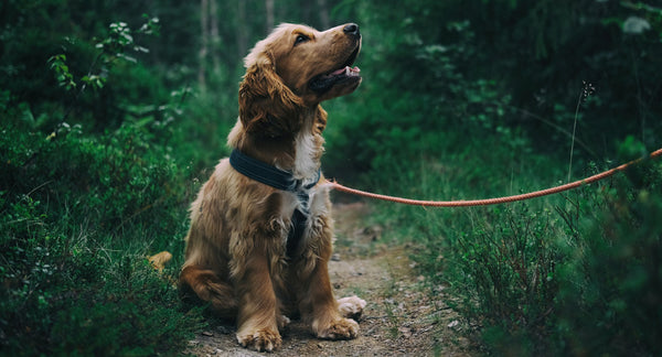 Cane da guardia: come addestrare i cani di sorveglianza