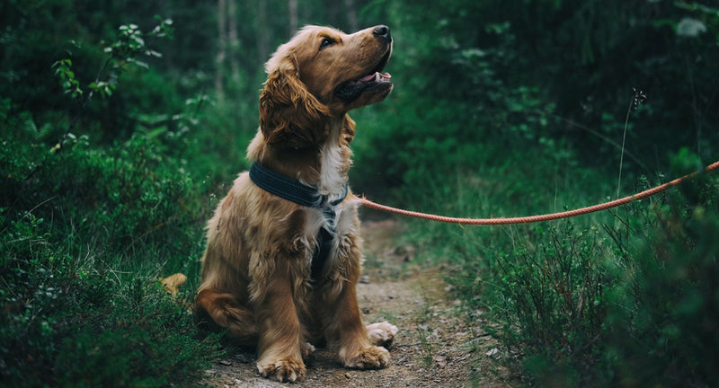 Cane da guardia: come addestrarlo alla sorveglianza della casa