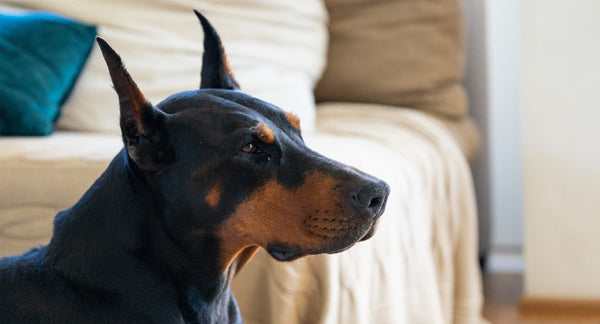 Cane dobermann: quale cuccia scegliere e perché