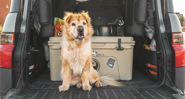 Cane in auto: come trasportare in sicurezza i cani