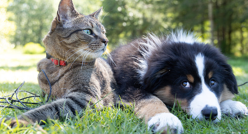 Come proteggere cani e gatti dal caldo