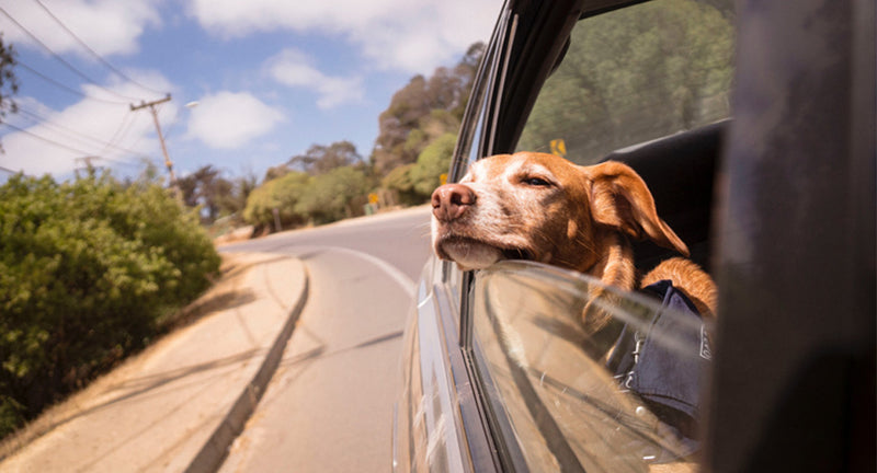 Coprisedile auto per cani: accessorio importante, caratteristiche e misure