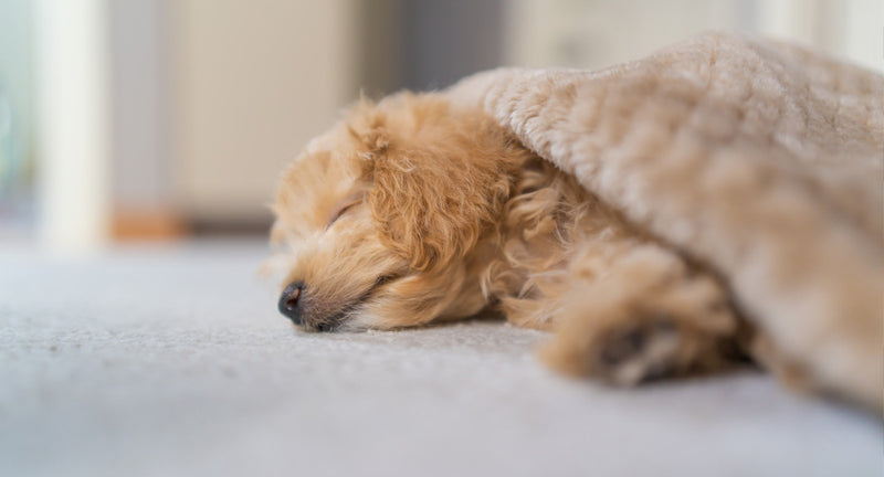 Cuscini per cani comodi e resistenti: opinioni, prezzo e recensioni