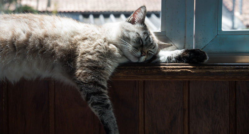 Gattini in calore: quando, come e perché
