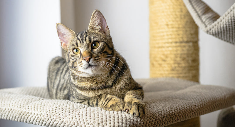 Comportamento del gatto: capire i gesti e le smorfie e i comportamenti dei gatti