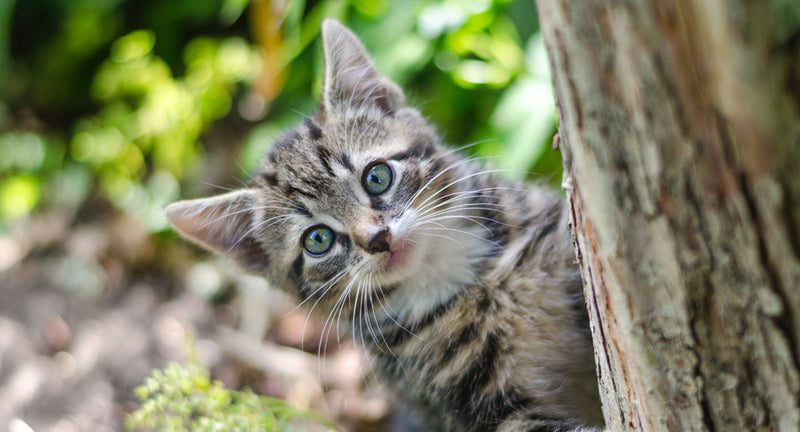 Gatto miagola: perché i gatti miagolano continuamente?