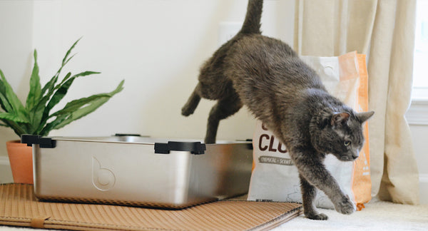 Lettiera per gattini: come pulirla per togliere peli