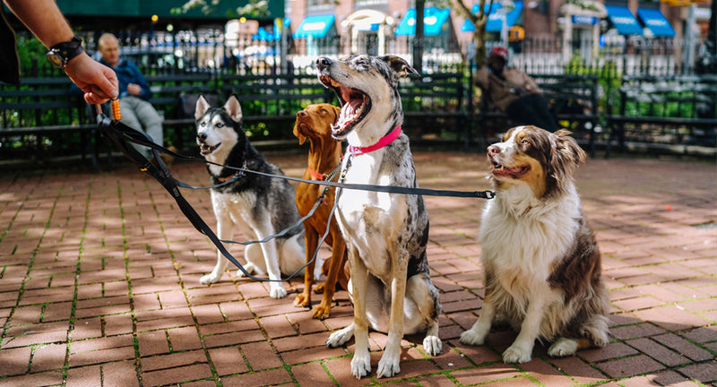Pettorina per cani o collare: pro e contro, regole e opinioni