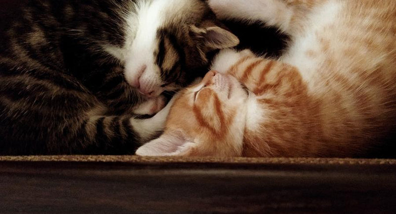 Quanto dormono i gattini? Risposte sul riposo dei gatti