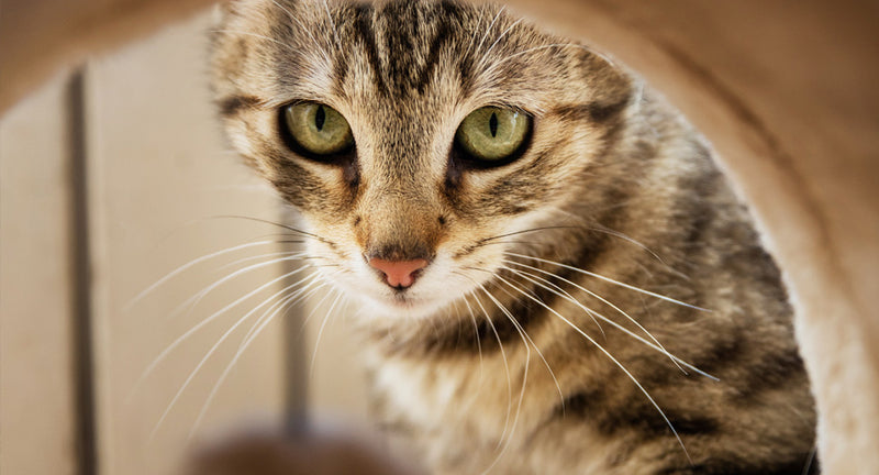 Tiragraffi per gattini: a cosa serve, prezzo e offerta