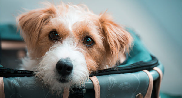Trasportini per cani: modelli e regole per viaggiare in aereo